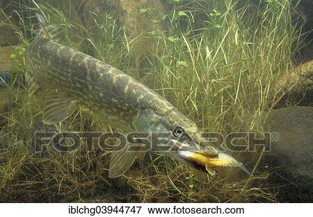 Stock Photo - "Northern Pike (Esox lucius), predation, captive, France, Europe". Fotosearch