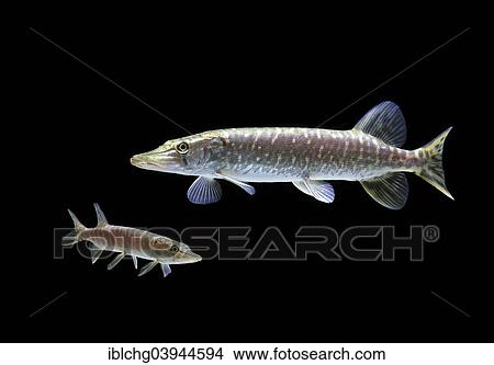 "Northern Pikes (Esox lucius), captive, France, Europe" View Large Photo Image Picture - "Northern Pikes (Esox lucius), captive, France, Europe". Fotosearch