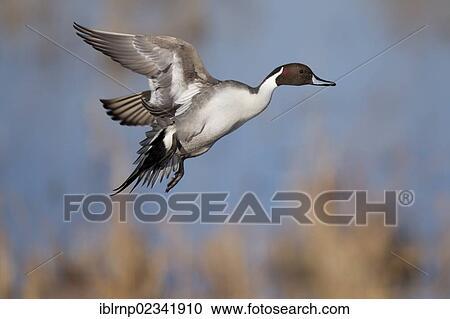 Stock Image - "Northern Pintail (Anas acuta), adult male flying, Bosque del Apache National Wildlife Refuge, New Mexico, USA". Fotosearch