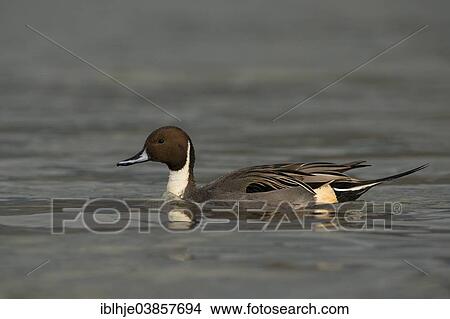 "Northern Pintail (Anas acuta), Rhineland-Palatinate, Germany, Europe" View Large Photo Image Picture - "Northern Pintail (Anas acuta), Rhineland-Palatinate, Germany, Europe". Fotosearch