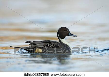 Stock Photography - "Northern Pintail (Anas acuta), Rhineland-Palatinate, Germany, Europe". Fotosearch