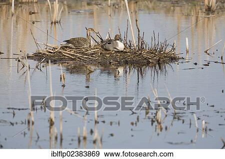 "Northern Pintails (Anas acuta), adult pair, resting on disused Muskrat (Ondatra zibethicus) lodge in water, North Dakota, United States, North America" View Large Photo Image Stock Photo - "Northern Pintails (Anas acuta), adult pair, resting on disused Muskrat (Ondatra zibethicus) lodge in water, North Dakota, United States, North America". Fotosearch