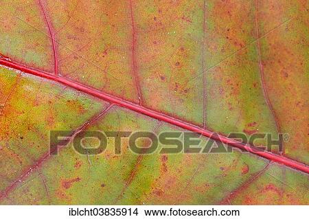 "Northern Red Oak (Quercus rubra), detailed view of a leaf in autumn" View Large Photo Image Picture - "Northern Red Oak (Quercus rubra), detailed view of a leaf in autumn". Fotosearch