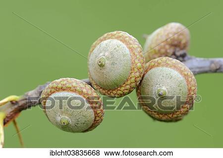 "Northern Red Oak (Quercus rubra), acorns, North Rhine-Westphalia, Germany, Europe" View Large Photo Image Stock Photo - "Northern Red Oak (Quercus rubra), acorns, North Rhine-Westphalia, Germany, Europe". Fotosearch