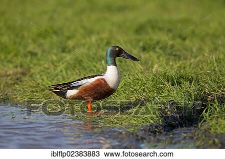 "Northern Shoveler (Anas clypeata), adult male, standing at edge of water, Suffolk, England, United Kingdom, Europe" View Large Photo Image Stock Image - "Northern Shoveler (Anas clypeata), adult male, standing at edge of water, Suffolk, England, United Kingdom, Europe". Fotosearch