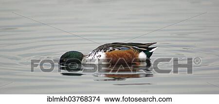 "Northern Shoveller (Anas clypeata), drake, North Rhine-Westphalia, Germany, Europe" View Large Photo Image Picture - "Northern Shoveller (Anas clypeata), drake, North Rhine-Westphalia, Germany, Europe". Fotosearch