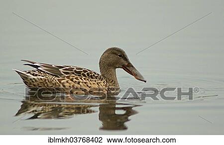 "Northern Shoveller (Anas clypeata), female, North Rhine-Westphalia, Germany, Europe" View Large Photo Image Stock Image - "Northern Shoveller (Anas clypeata), female, North Rhine-Westphalia, Germany, Europe". Fotosearch