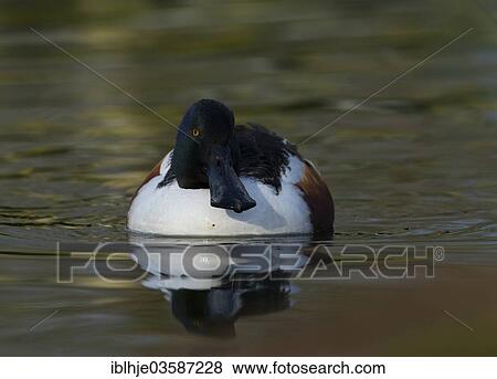 "Northern Shoveller (Anas clypeata), Texel, West Frisian Islands, province of North Holland, The Netherlands, Europe" View Large Photo Image Stock Photo - "Northern Shoveller (Anas clypeata), Texel, West Frisian Islands, province of North Holland, The Netherlands, Europe". Fotosearch