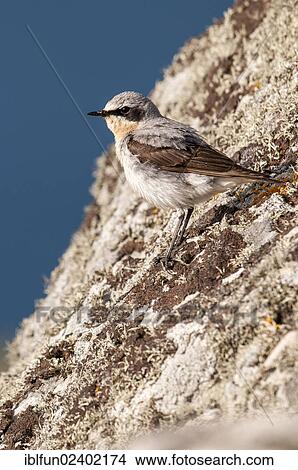 "Northern Wheatear (Oenanthe oenanthe), Shetland Islands, Scotland, United Kingdom, Europe" View Large Photo Image Picture - "Northern Wheatear (Oenanthe oenanthe), Shetland Islands, Scotland, United Kingdom, Europe". Fotosearch