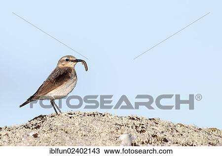Stock Image - "Northern Wheatear (Oenanthe oenanthe), Shetland Islands, Scotland, United Kingdom, Europe". Fotosearch