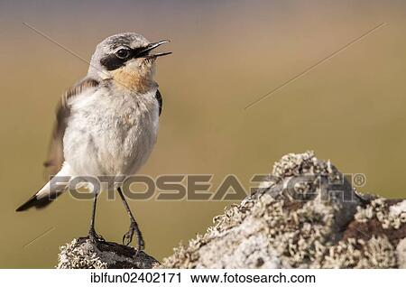 "Northern Wheatear (Oenanthe oenanthe), Shetland Islands, Scotland, United Kingdom, Europe" View Large Photo Image Stock Image - "Northern Wheatear (Oenanthe oenanthe), Shetland Islands, Scotland, United Kingdom, Europe". Fotosearch