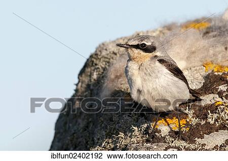 "Northern Wheatear (Oenanthe oenanthe), Shetland Islands, Scotland, United Kingdom, Europe" View Large Photo Image Stock Image - "Northern Wheatear (Oenanthe oenanthe), Shetland Islands, Scotland, United Kingdom, Europe". Fotosearch
