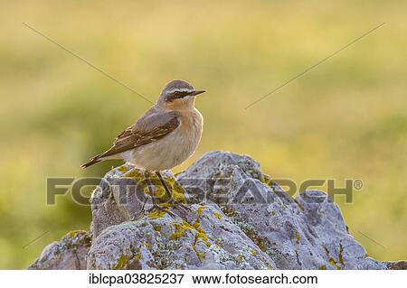 "Northern Wheatear (Oenanthe oenanthe), Extremadura, Spain, Europe" View Large Photo Image Stock Photo - "Northern Wheatear (Oenanthe oenanthe), Extremadura, Spain, Europe". Fotosearch
