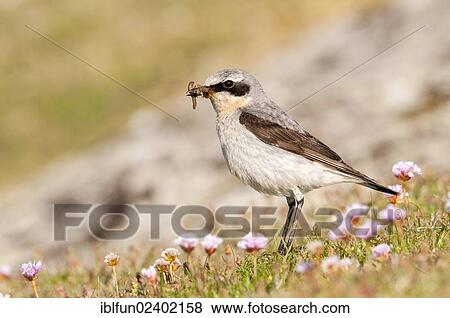 Stock Photo - "Northern Wheatear (Oenanthe oenanthe), Shetland Islands, Scotland, United Kingdom, Europe". Fotosearch