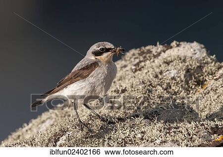 "Northern Wheatear (Oenanthe oenanthe), Shetland Islands, Scotland, United Kingdom, Europe" View Large Photo Image Stock Photograph - "Northern Wheatear (Oenanthe oenanthe), Shetland Islands, Scotland, United Kingdom, Europe". Fotosearch