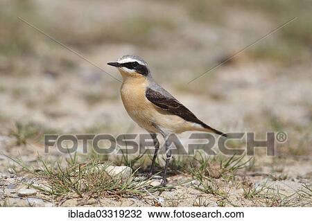 "Northern Wheatear or Wheatear (Oenanthe oenanthe), male, Neusiedlersee, Illmitz, Burgenland, Austria, Europe" View Large Photo Image Stock Image - "Northern Wheatear or Wheatear (Oenanthe oenanthe), male, Neusiedlersee, Illmitz, Burgenland, Austria, Europe". Fotosearch