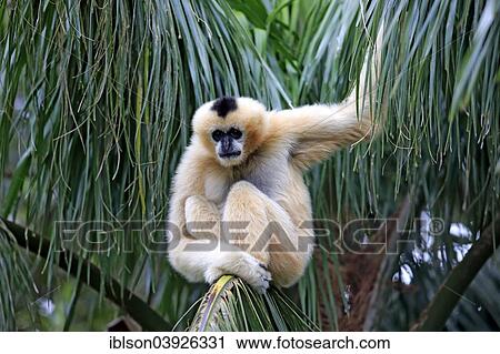 "Northern White-cheeked Gibbon (Nomascus leucogenys), adult female on a tree, capive, Singapore, Asia" View Large Photo Image Stock Image - "Northern White-cheeked Gibbon (Nomascus leucogenys), adult female on a tree, capive, Singapore, Asia". Fotosearch