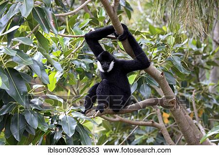"Northern White-cheeked Gibbon (Nomascus leucogenys), adult male on a tree, capive, Singapore, Asia" View Large Photo Image Stock Image - "Northern White-cheeked Gibbon (Nomascus leucogenys), adult male on a tree, capive, Singapore, Asia". Fotosearch