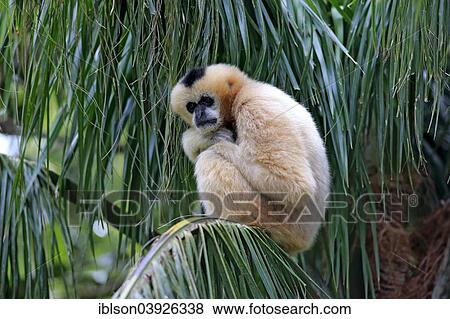 "Northern White-cheeked Gibbon (Nomascus leucogenys), adult female on a tree, capive, Singapore, Asia" View Large Photo Image Stock Photo - "Northern White-cheeked Gibbon (Nomascus leucogenys), adult female on a tree, capive, Singapore, Asia". Fotosearch