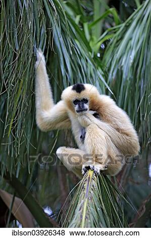 "Northern White-cheeked Gibbon (Nomascus leucogenys), adult female on a tree, capive, Singapore, Asia" View Large Photo Image Stock Photo - "Northern White-cheeked Gibbon (Nomascus leucogenys), adult female on a tree, capive, Singapore, Asia". Fotosearch