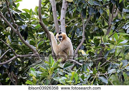 "Northern White-cheeked Gibbon (Nomascus leucogenys), adult female on a tree, capive, Singapore, Asia" View Large Photo Image Stock Photo - "Northern White-cheeked Gibbon (Nomascus leucogenys), adult female on a tree, capive, Singapore, Asia". Fotosearch