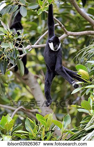Stock Photo - "Northern White-cheeked Gibbon (Nomascus leucogenys), subadult male on a tree, capive, Singapore, Asia". Fotosearch