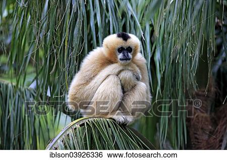 "Northern White-cheeked Gibbon (Nomascus leucogenys), adult female on a tree, capive, Singapore, Asia" View Large Photo Image Stock Photograph - "Northern White-cheeked Gibbon (Nomascus leucogenys), adult female on a tree, capive, Singapore, Asia". Fotosearch