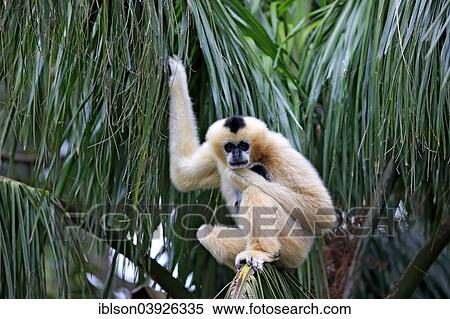 Stock Photography - "Northern White-cheeked Gibbon (Nomascus leucogenys), adult female on a tree, capive, Singapore, Asia". Fotosearch