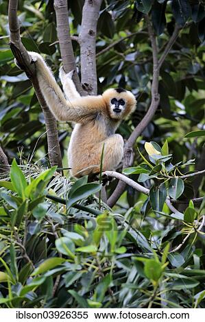 "Northern White-cheeked Gibbon (Nomascus leucogenys), adult female on a tree, capive, Singapore, Asia" View Large Photo Image Stock Photography - "Northern White-cheeked Gibbon (Nomascus leucogenys), adult female on a tree, capive, Singapore, Asia". Fotosearch