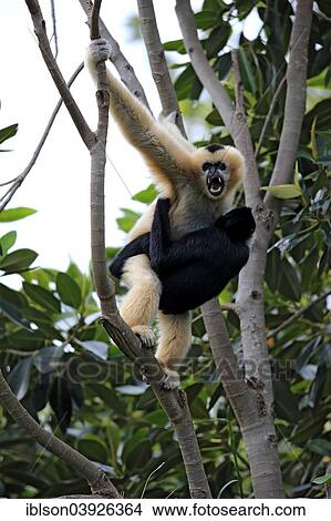 Picture - "Northern White-cheeked Gibbons (Nomascus leucogenys), adult female with a young male on a tree, capive, Singapore, Asia". Fotosearch
