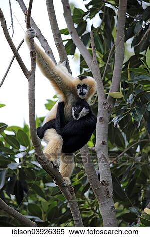 "Northern White-cheeked Gibbons (Nomascus leucogenys), adult female with a young male on a tree, capive, Singapore, Asia" View Large Photo Image Stock Photography - "Northern White-cheeked Gibbons (Nomascus leucogenys), adult female with a young male on a tree, capive, Singapore, Asia". Fotosearch