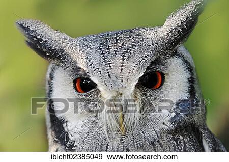 "Northern White-faced Owl or White-faced Scops-Owl (Ptilopsis leucotis, Otus leucotis), portrait, native to Africa, in captivity, Netherlands, Europe" View Large Photo Image Stock Photo - "Northern White-faced Owl or White-faced Scops-Owl (Ptilopsis leucotis, Otus leucotis), portrait, native to Africa, in captivity, Netherlands, Europe". Fotosearch