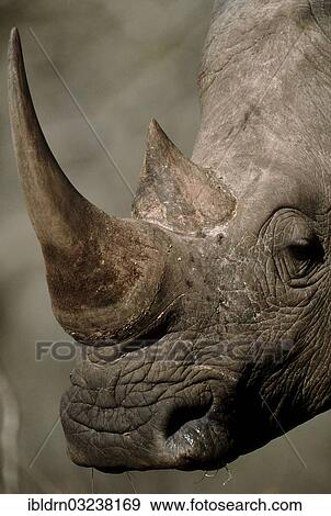 "Northern White Rhinoceros or Square-lipped Rhinoceros (Ceratotherium simum), portrait, Hluhluwe? ÇôiMfolozi Park, KwaZulu-Natal, South Africa, Africa" View Large Photo Image Stock Photo - "Northern White Rhinoceros or Square-lipped Rhinoceros (Ceratotherium simum), portrait, Hluhluwe? ÇôiMfolozi Park, KwaZulu-Natal, South Africa, Africa". Fotosearch