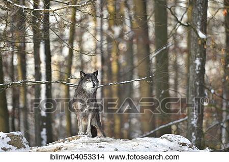 "Northwestern wolf (Canis lupus occidentalis) in the snow, lookout, captive, Baden-Wurttemberg, Germany, Europe" View Large Photo Image Picture - "Northwestern wolf (Canis lupus occidentalis) in the snow, lookout, captive, Baden-Wurttemberg, Germany, Europe". Fotosearch