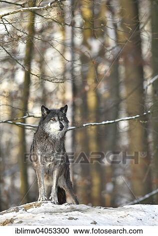 "Northwestern wolf (Canis lupus occidentalis) in the snow, lookout, captive, Baden-Wurttemberg, Germany, Europe" View Large Photo Image Stock Image - "Northwestern wolf (Canis lupus occidentalis) in the snow, lookout, captive, Baden-Wurttemberg, Germany, Europe". Fotosearch