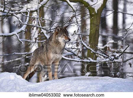 "Northwestern wolf (Canis lupus occidentalis) in the snow, attentive, captive, Baden-Wurttemberg, Germany, Europe" View Large Photo Image Stock Image - "Northwestern wolf (Canis lupus occidentalis) in the snow, attentive, captive, Baden-Wurttemberg, Germany, Europe". Fotosearch