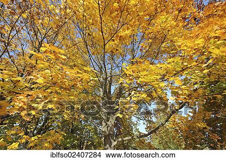 "Norway Maple (Acer platanoides) in autumn colours, Thuringia, Germany, Europe" View Large Photo Image Picture - "Norway Maple (Acer platanoides) in autumn colours, Thuringia, Germany, Europe". Fotosearch