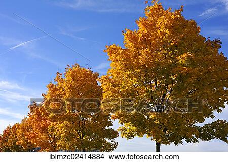 Norway maple (Acer platanoides) in autumn, Eckental, Middle Franconia, Bavaria, Germany, Europe View Large Photo Image Picture - Norway maple (Acer platanoides) in autumn, Eckental, Middle Franconia, Bavaria, Germany, Europe. Fotosearch