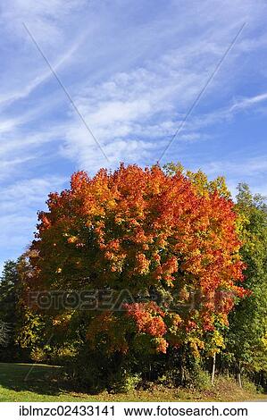 Stock Image - "Norway Maple (Acer platanoides) in autumn colours, Entmersberg, Franconian Switzerland, Middle Franconia, Bavaria, Germany, Europe". Fotosearch