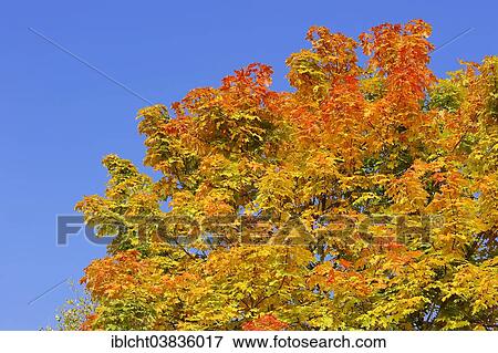 Stock Photo - "Norway Maple (Acer platanoides) in autumn, North Rhine-Westphalia, Germany, Europe". Fotosearch
