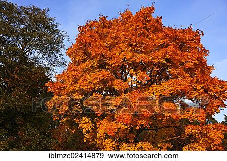 Norway maple (Acer platanoides) in golden yellow autumn colors, Schnaittach, Middle Franconia, Bavaria, Germany, Europe View Large Photo Image Stock Photo - Norway maple (Acer platanoides) in golden yellow autumn colors, Schnaittach, Middle Franconia, Bavaria, Germany, Europe. Fotosearch