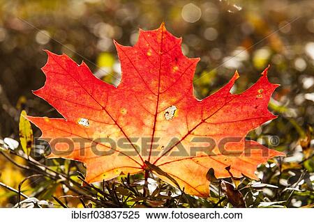 "Norway Maple (Acer platanoides), leaf with autumnal colours, Hesse, Germany, Europe" View Large Photo Image Stock Photography - "Norway Maple (Acer platanoides), leaf with autumnal colours, Hesse, Germany, Europe". Fotosearch