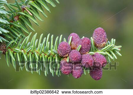 "Norway Spruce (Picea abies), close-up of female flower cones, Andalucia, Spain, Europe" View Large Photo Image Stock Image - "Norway Spruce (Picea abies), close-up of female flower cones, Andalucia, Spain, Europe". Fotosearch