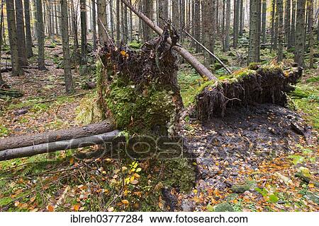 "Norway Spruce (Picea abies), heavy snow casualty, Bavarian Forest National Park, Bavaria, Germany, Europe" View Large Photo Image Picture - "Norway Spruce (Picea abies), heavy snow casualty, Bavarian Forest National Park, Bavaria, Germany, Europe". Fotosearch
