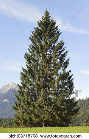 Stock Photo - "Norway Spruce (Picea abies), Werdenfelser Land, Upper Bavaria, Bavaria, Germany, Europe". Fotosearch