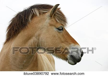 "Norwegian Fjord Horse, portrait" View Large Photo Image Stock Image - "Norwegian Fjord Horse, portrait". Fotosearch