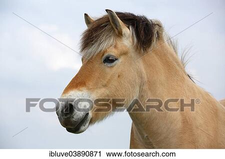 "Norwegian Fjord Horse, portrait" View Large Photo Image Stock Image - "Norwegian Fjord Horse, portrait". Fotosearch