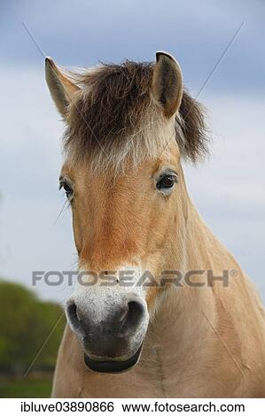 "Norwegian Fjord Horse, portrait" View Large Photo Image Stock Photograph - "Norwegian Fjord Horse, portrait". Fotosearch
