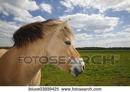 Stock Photography - "Norwegian Fjord horse, portrait, Schleswig-Holstein, Germany, Europe". Fotosearch