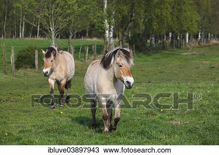 "Norwegian Fjord horses, Schleswig-Holstein, Germany, Europe" View Large Photo Image Stock Image - "Norwegian Fjord horses, Schleswig-Holstein, Germany, Europe". Fotosearch